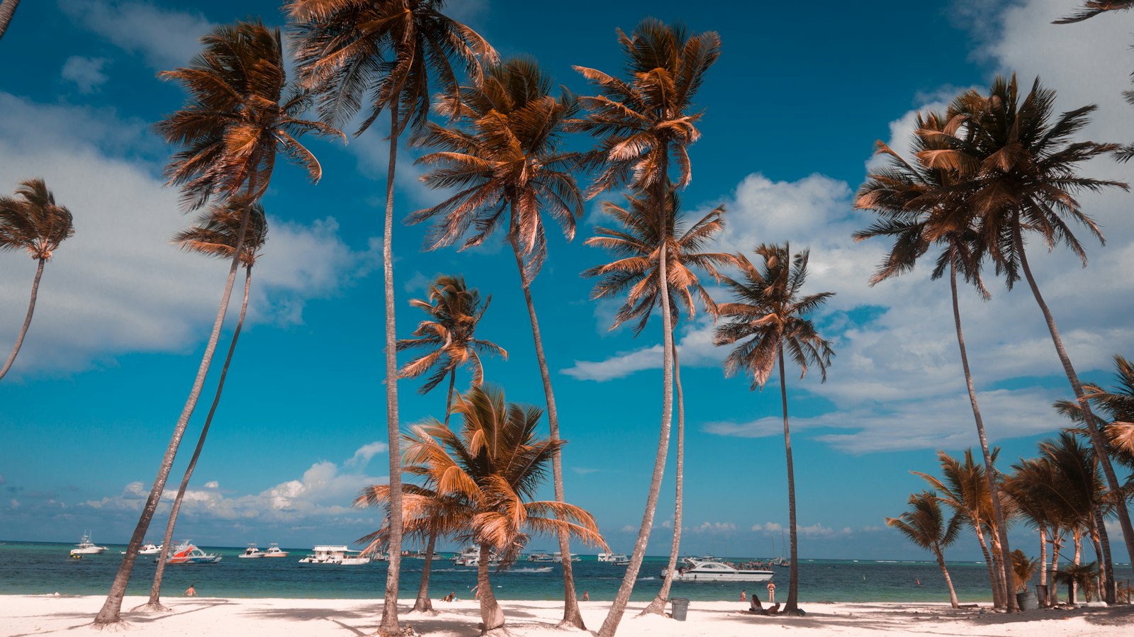 Coconut palm trees by the sea on a beach in Punta Cana, Dominican Republic