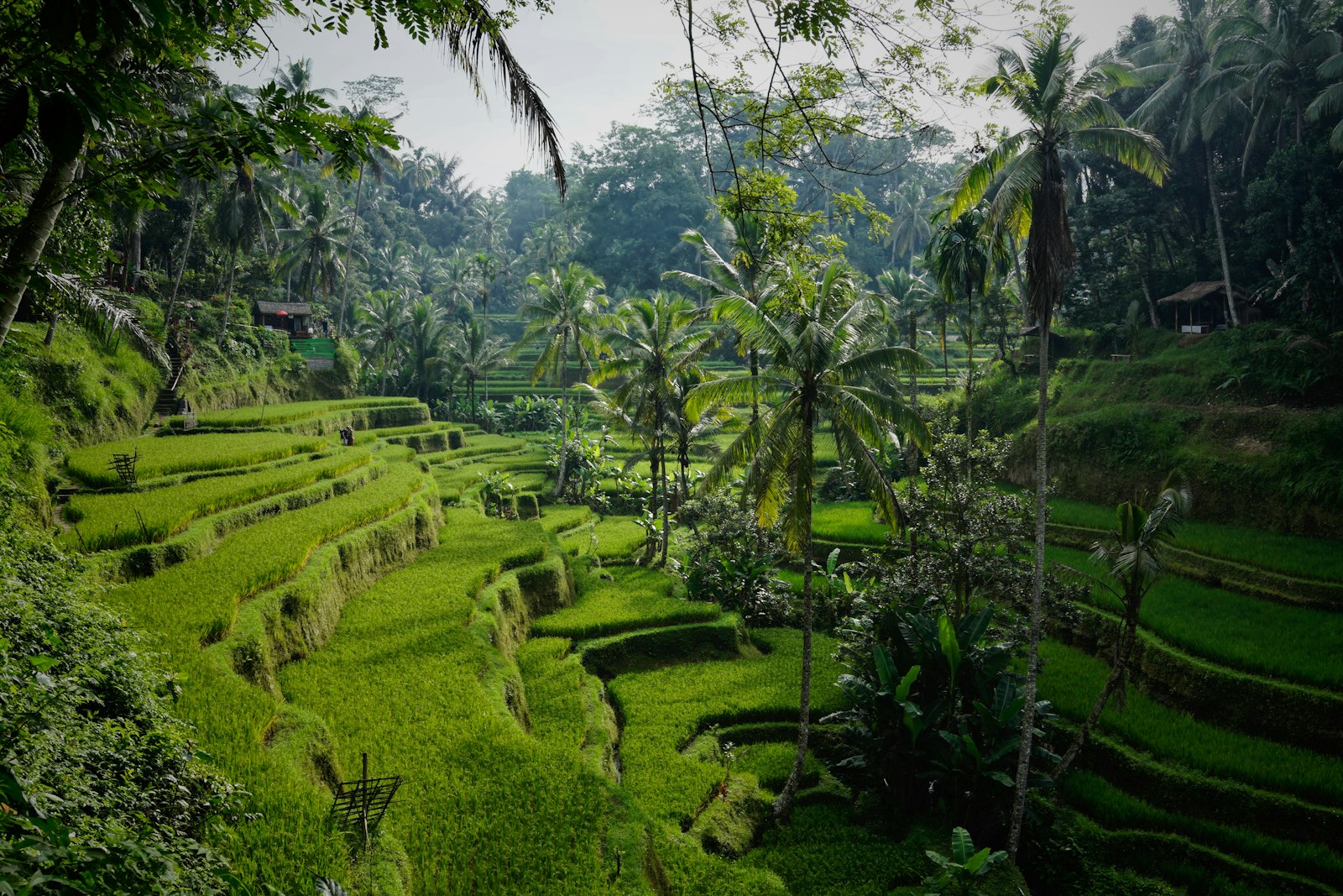Bali from Canada: Visa on Arrival, Areas and Tips